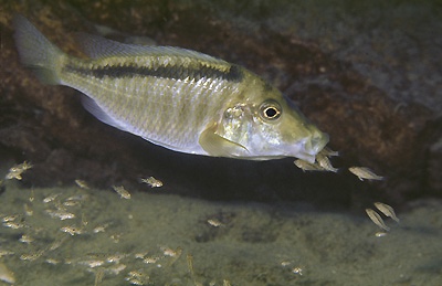 Taeniolethrinops laticeps 'Gome'